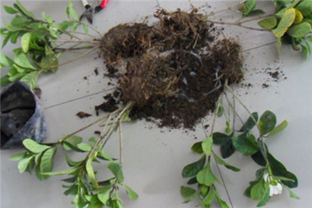 绿萝出现黄叶烂根怎么办