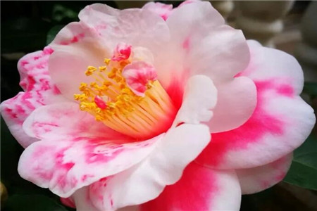 单瓣花和重瓣花的区别