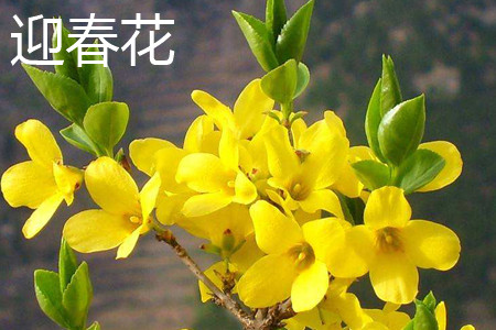 迎春花和连翘是一种花吗