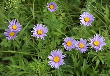 狗娃花的作用与功效