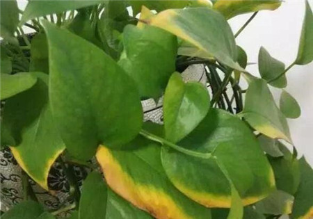 绿萝出现黄叶烂根怎么办