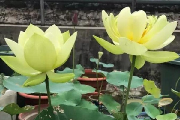 给点水就爆盆越晒花越大这花真无敌了！(花浇水晒太阳变蔫)