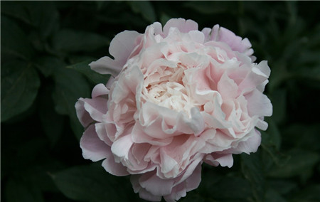 牡丹芍药什么时候开花