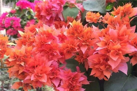 单瓣花和重瓣花的区别