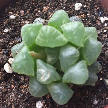 多肉生长速度太慢