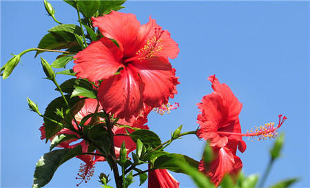 扶桑花扦插繁殖方法