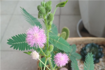 含羞草种植技术