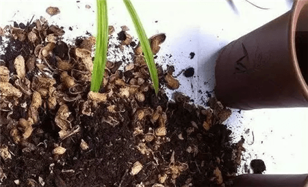 花生壳和瓜子皮可以做花肥吗