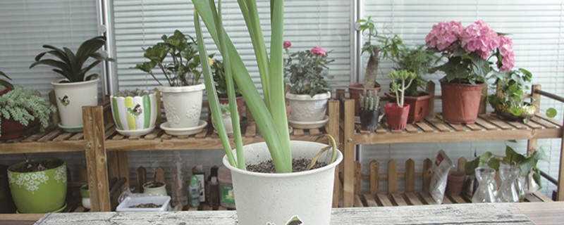 风信子适合什么土风信子能在家里养吗(风信子可以土养吗?)