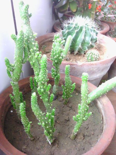 姬珊瑚的繁殖与修剪