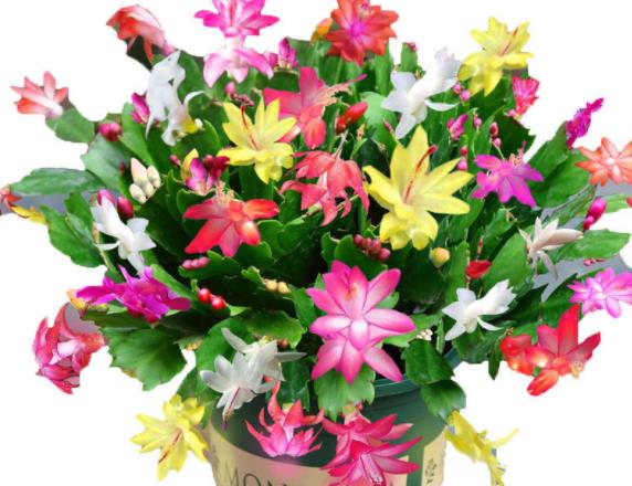 蟹爪兰的养殖土