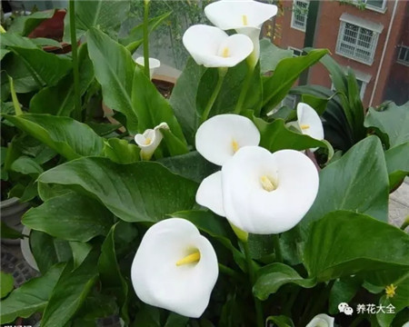 夏天这些花越浇水越死什么原因