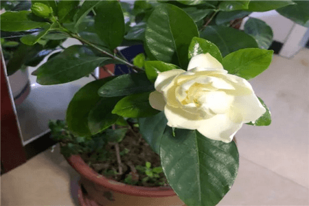 长寿君子兰价格多少钱一盆