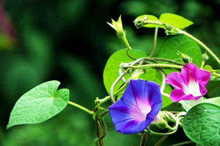 牵牛花可不可以放在室内养着