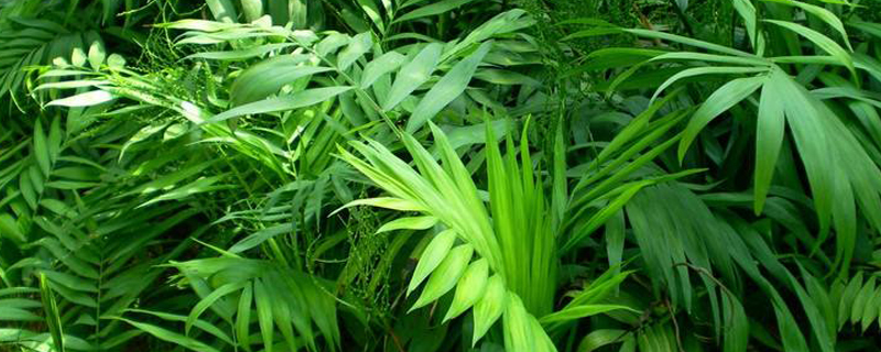 袖珍椰子的叶子干枯怎么办黄叶枯萎的原因及补救办法(袖珍椰子叶子发黄干枯怎么修剪)