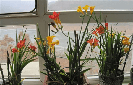 花生壳和瓜子皮可以做花肥吗