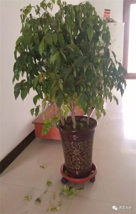难怪你的花老掉叶子全怪你没这样做(为什么花会掉叶子)