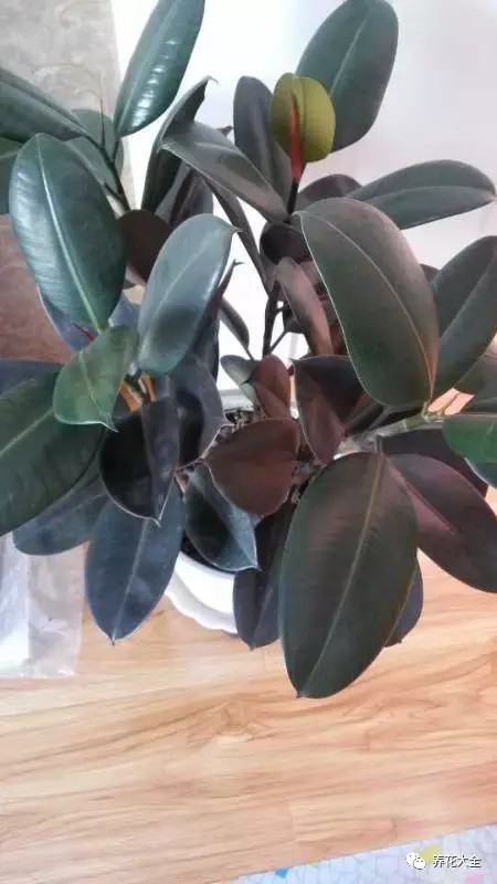 为什么花会掉叶子