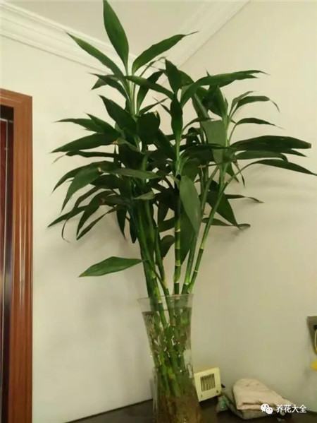 为什么花会掉叶子