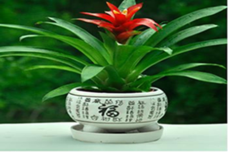 鸿运当头花变绿了之后怎么办