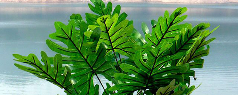 春芋和龟背竹的区别(春芋和龟背竹的区别在哪)