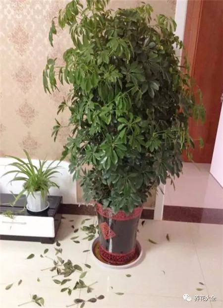 为什么花会掉叶子