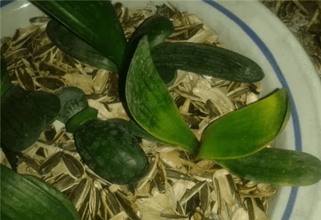 花生壳和瓜子皮可以做花肥吗