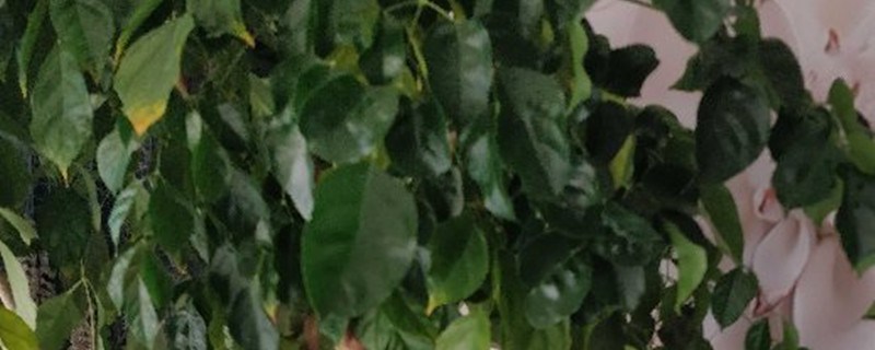 幸福树冻伤的症状识别与防治(幸福树冻伤了还能活吗)