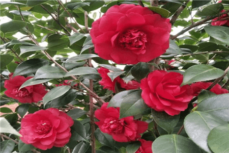 长寿君子兰价格多少钱一盆