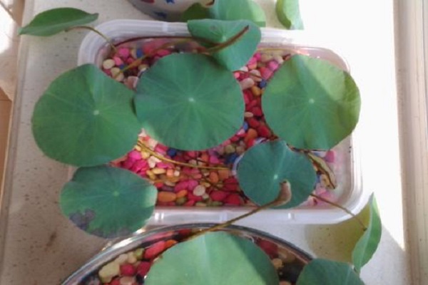 碗莲叶子枯萎怎么办(碗莲叶子干枯了怎么修剪)