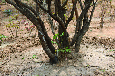 牡丹花怎样种植及施肥呢