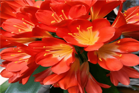 长寿君子兰价格多少钱一盆