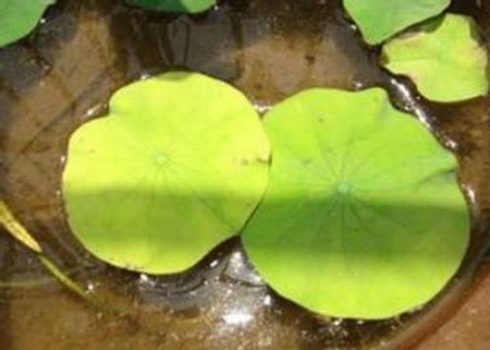 碗莲叶子干枯了怎么修剪