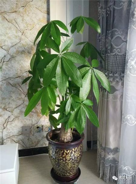 为什么花会掉叶子