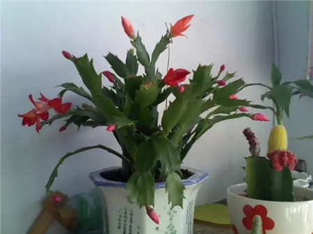 夏天这些花越浇水越死什么原因