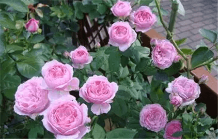 花生壳和瓜子皮可以做花肥吗