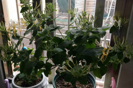 金银花怎样种植?