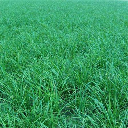 麦冬草是干嘛的