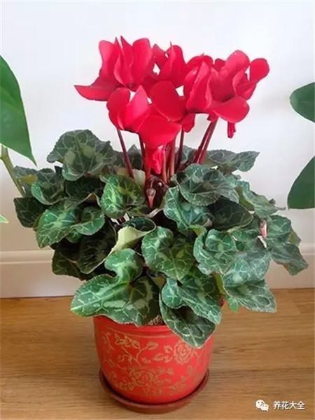 夏天这些花越浇水越死什么原因