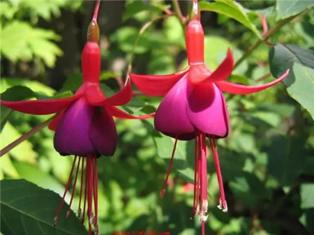 夏天这些花越浇水越死什么原因
