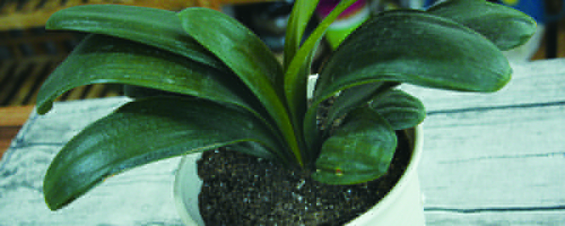 君子兰和朱顶红的区别(君子兰和兰花的养殖区别)