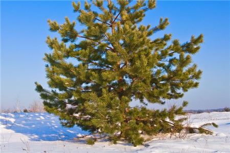 松树寄生图片功效百度百科