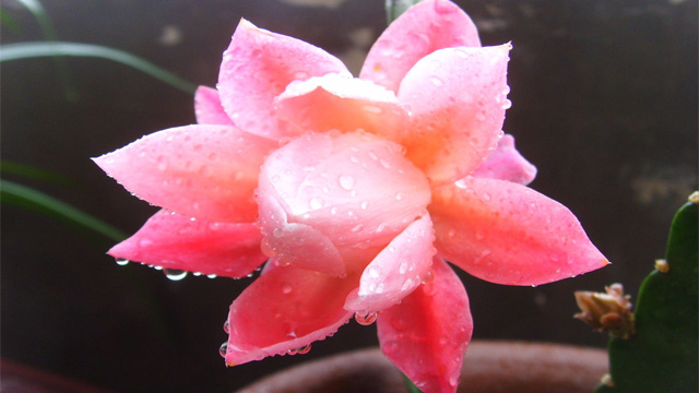 荷花怎么浇水(荷花怎么灌水)