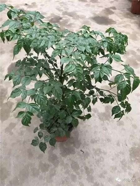 为什么花会掉叶子