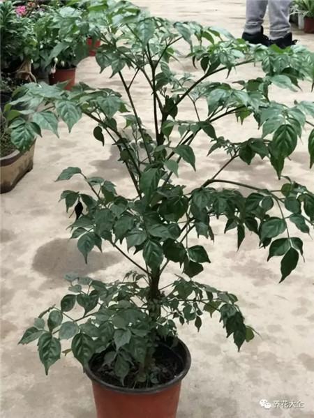 为什么花会掉叶子