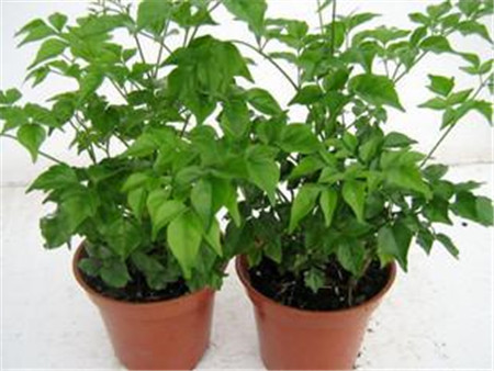 富贵树有白色的东西是怎么了?