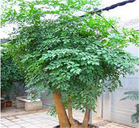 富贵树有白色的东西是怎么了?