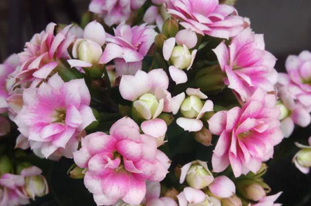 长寿花的叶子发黄叶尖枯萎是什么原因