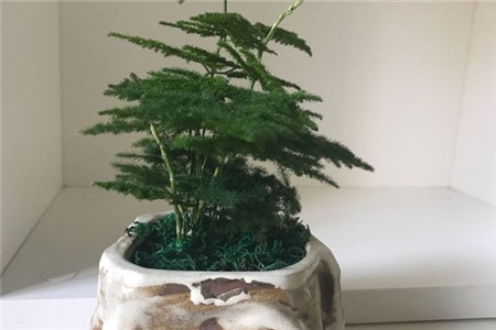 浇什么水文竹长的最快