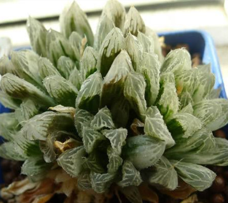 白斑玉露怎么养护和浇水